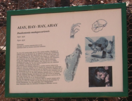 Aye-aye information at Tsimbazaza, on the cage they were in before their nocturnal lemurs house was constructed.